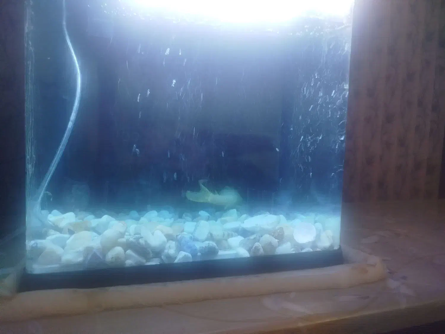 چهار عدد ماهی.|ماهی|شیراز, قلات|دیوار