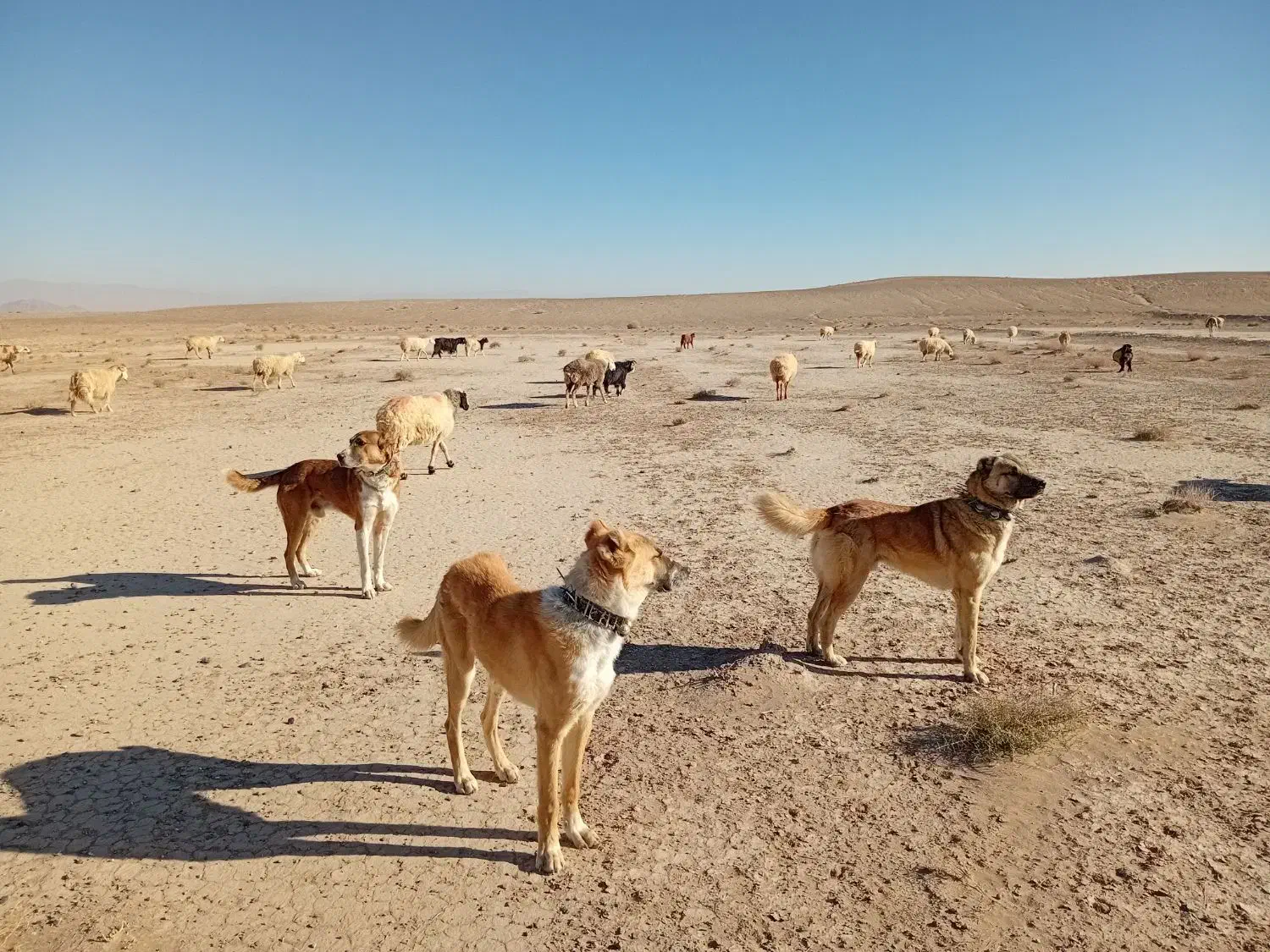 واگذاری سگ گله|سگ|سده (خراسان جنوبی), |دیوار