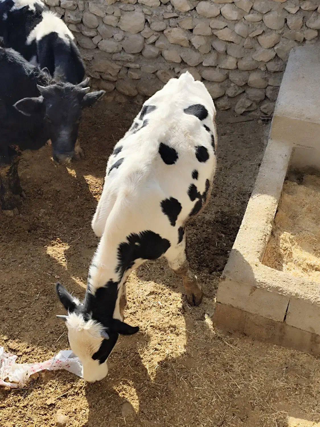 گوساله نر|حیوانات مزرعه|دهدشت, |دیوار