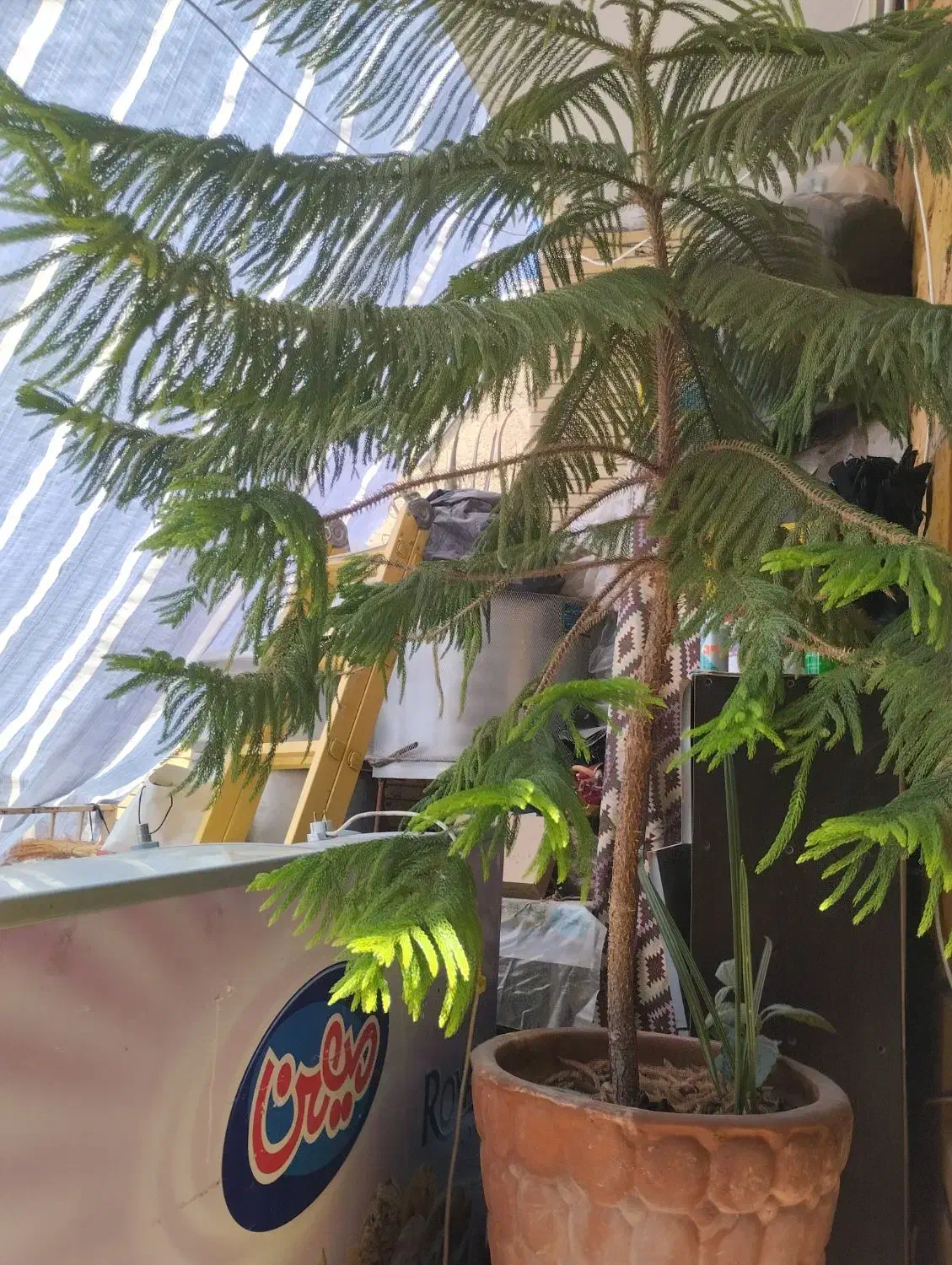 فروش گل زینتی|گل و گیاه طبیعی|یاسوج, |دیوار