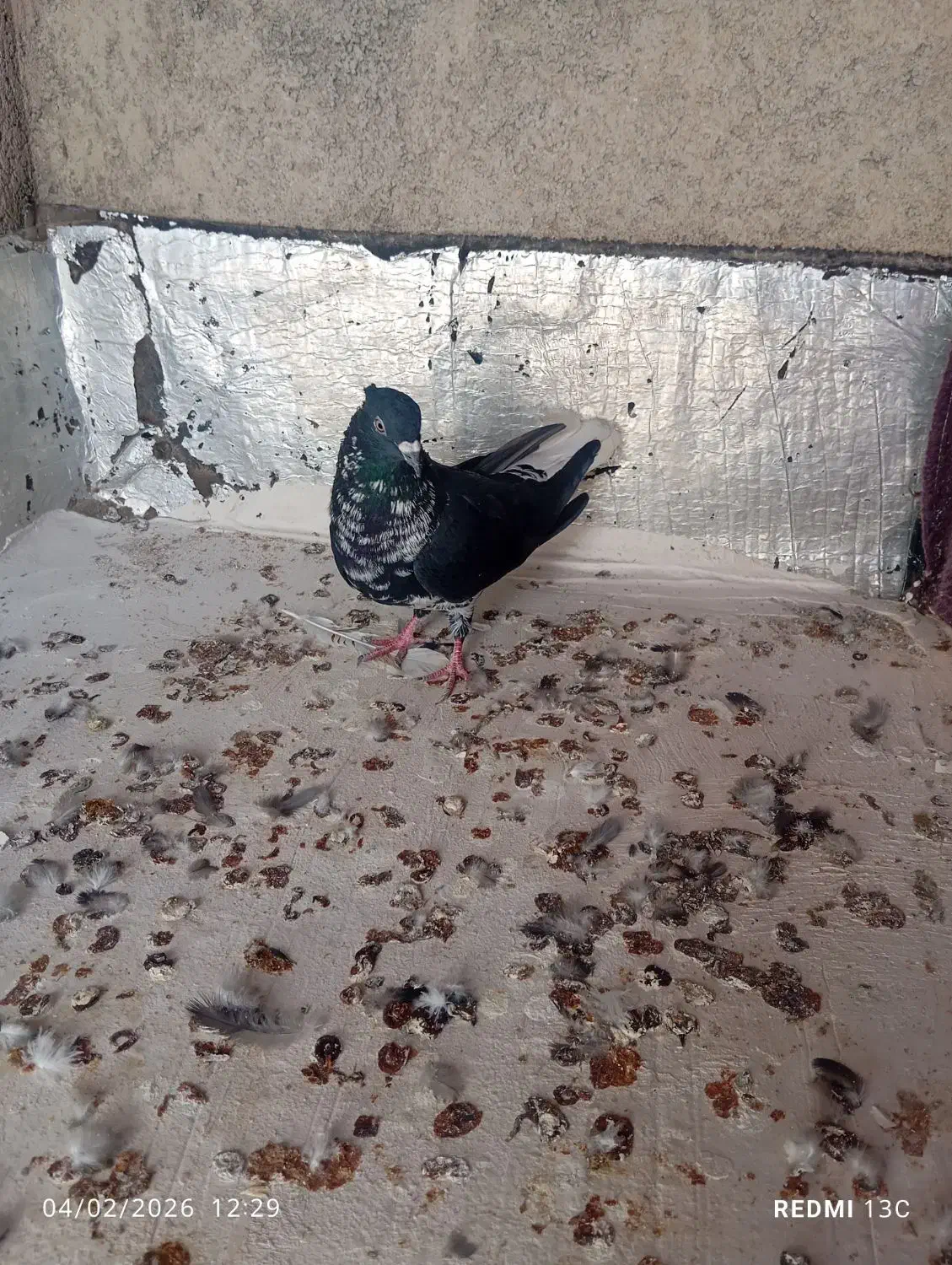 کفتر|پرنده|فاروج, |دیوار