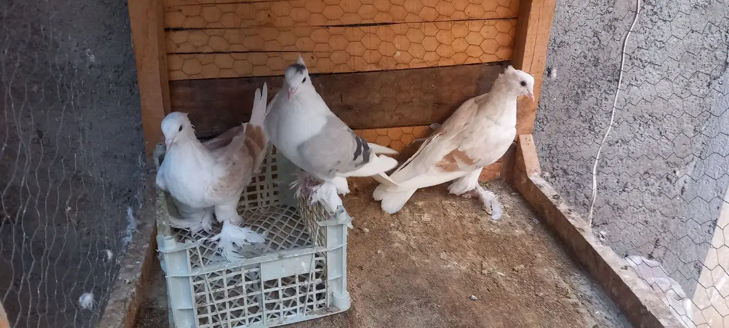 کبوتر|پرنده|بسطام, |دیوار