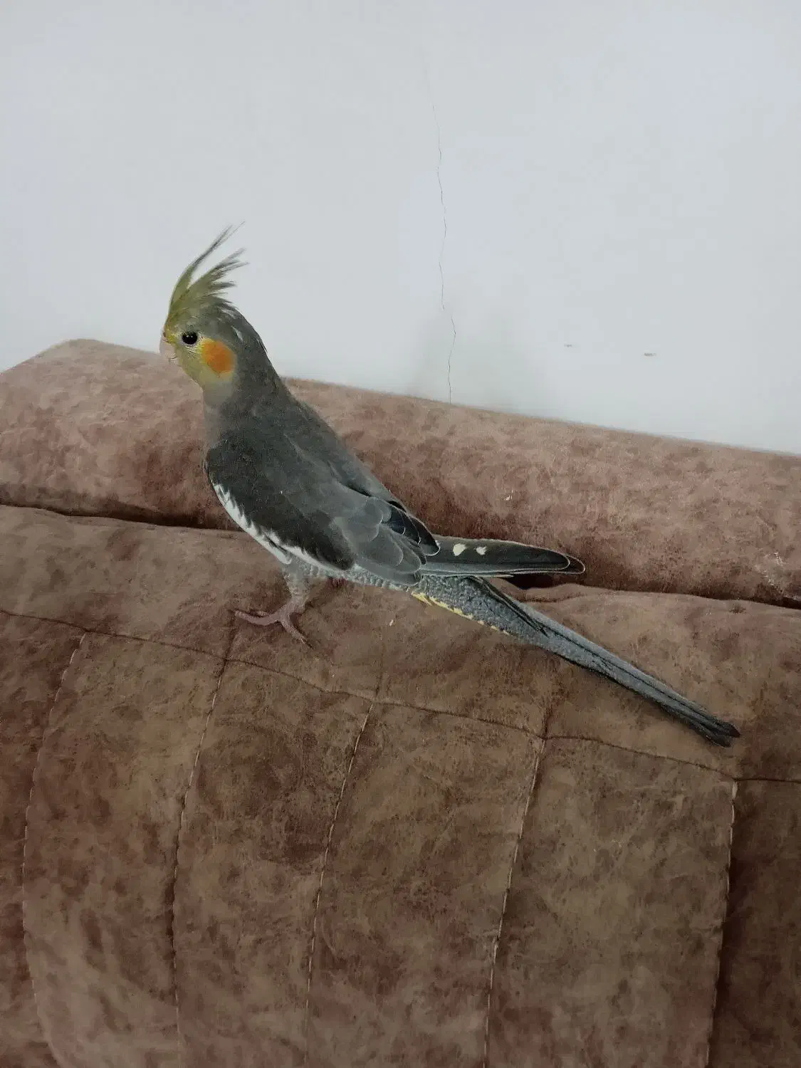 جوجه عروس هلندی|پرنده|رودهن, |دیوار