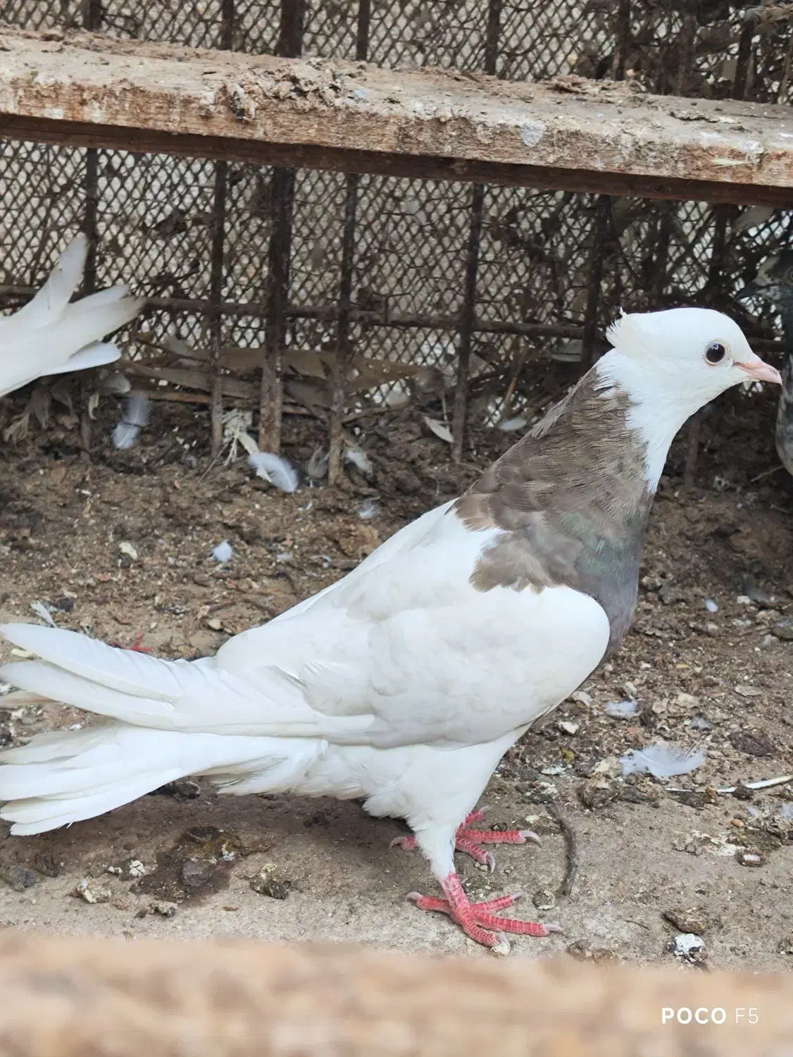 طوقی.شیخ.سیاه بوشهری|پرنده|بندر گناوه, |دیوار