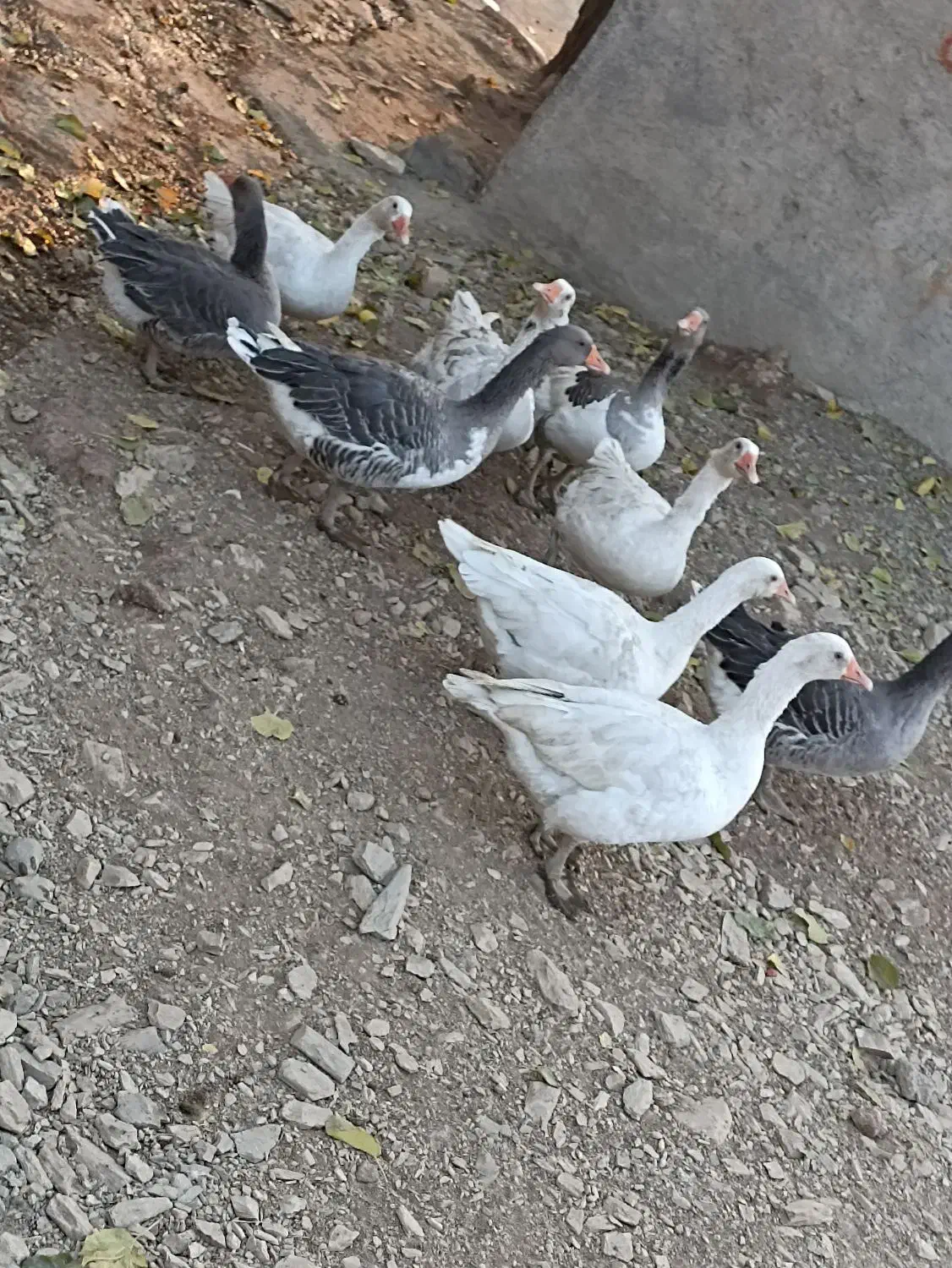 قاز محلی گوشتی|حیوانات مزرعه|خاو و میرآباد, |دیوار