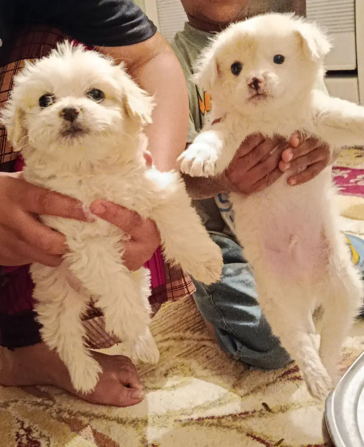 سگ خارجی|سگ|حاجی آباد, |دیوار