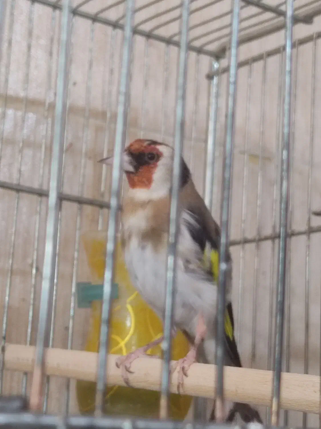 سهره متولد قفس بخون گل قفل|پرنده|قم, پردیسان|دیوار