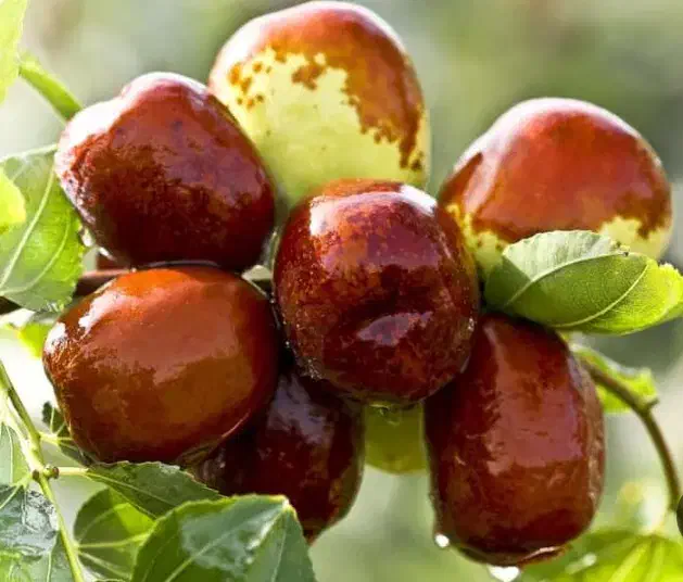 درخت عناب لانگ چینی ، نهال عناب ، نهالستان مشهد|خدمات باغبانی و درختکاری|مشهد, خواجه ربیع|دیوار