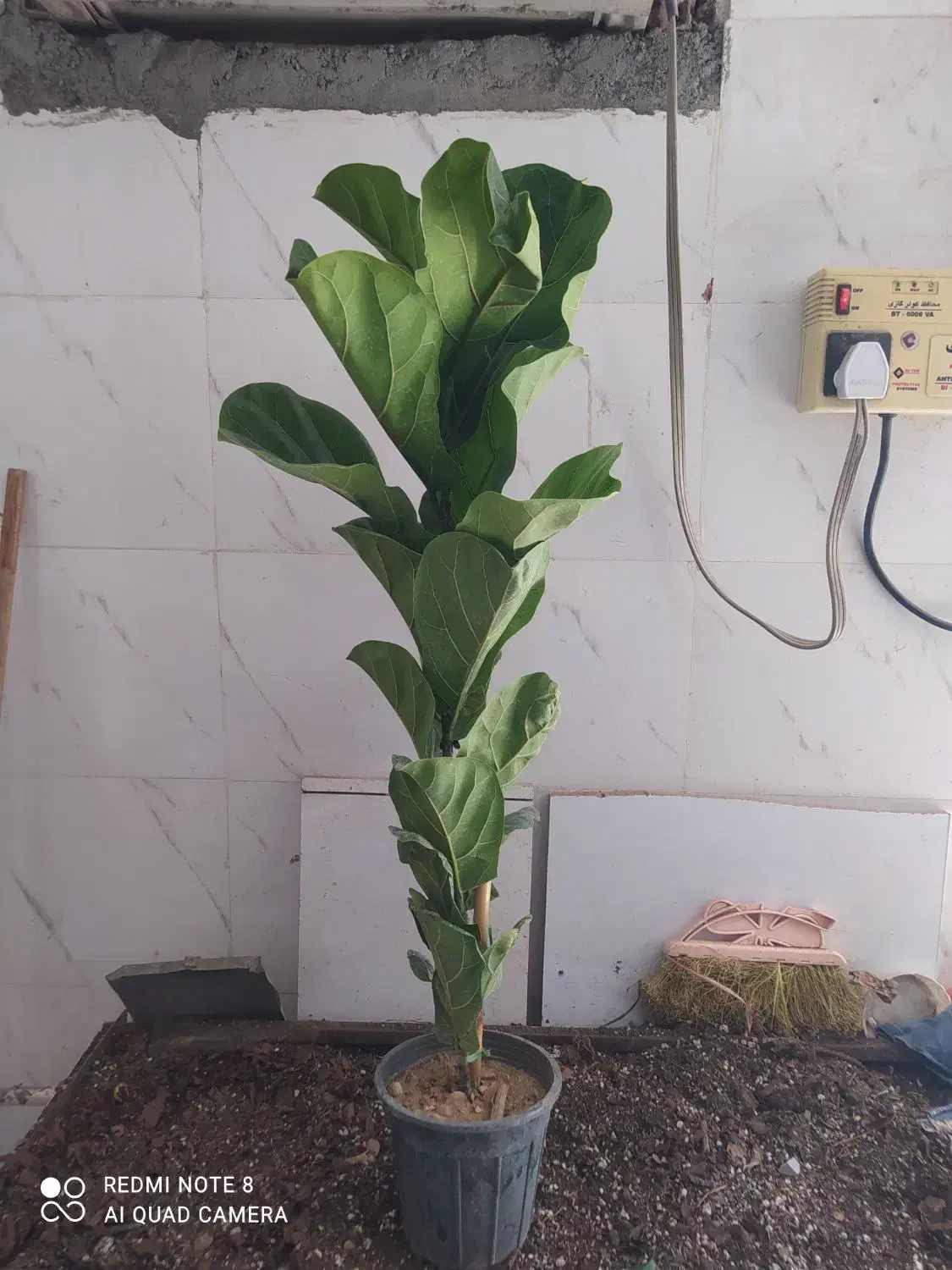 گل و گیاه فیکوس لیراتا|گل و گیاه طبیعی|اهواز, سیصد دستگاه|دیوار