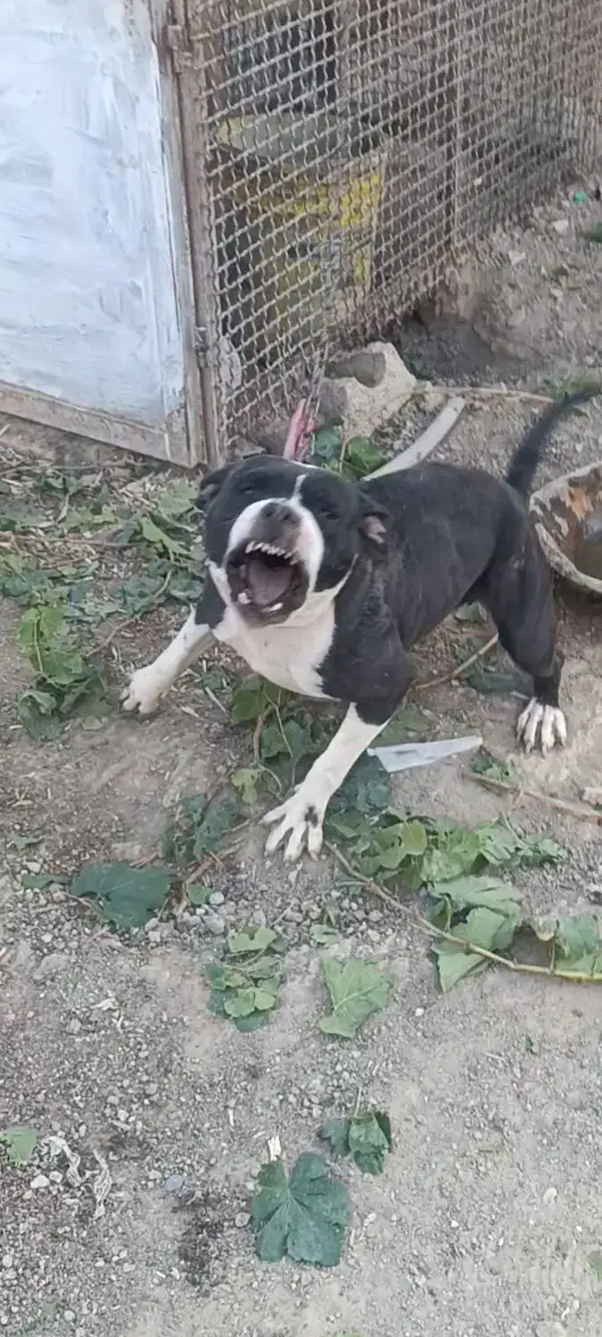 سگ پیتبول|سگ|اصفهان, باغ فردوس|دیوار