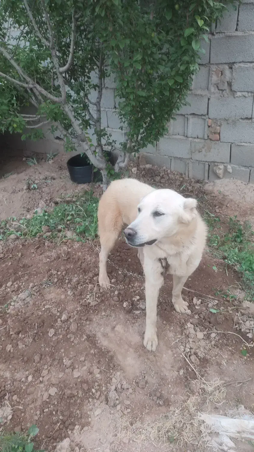 واگذاری سگ|سگ|ایلخچی, |دیوار