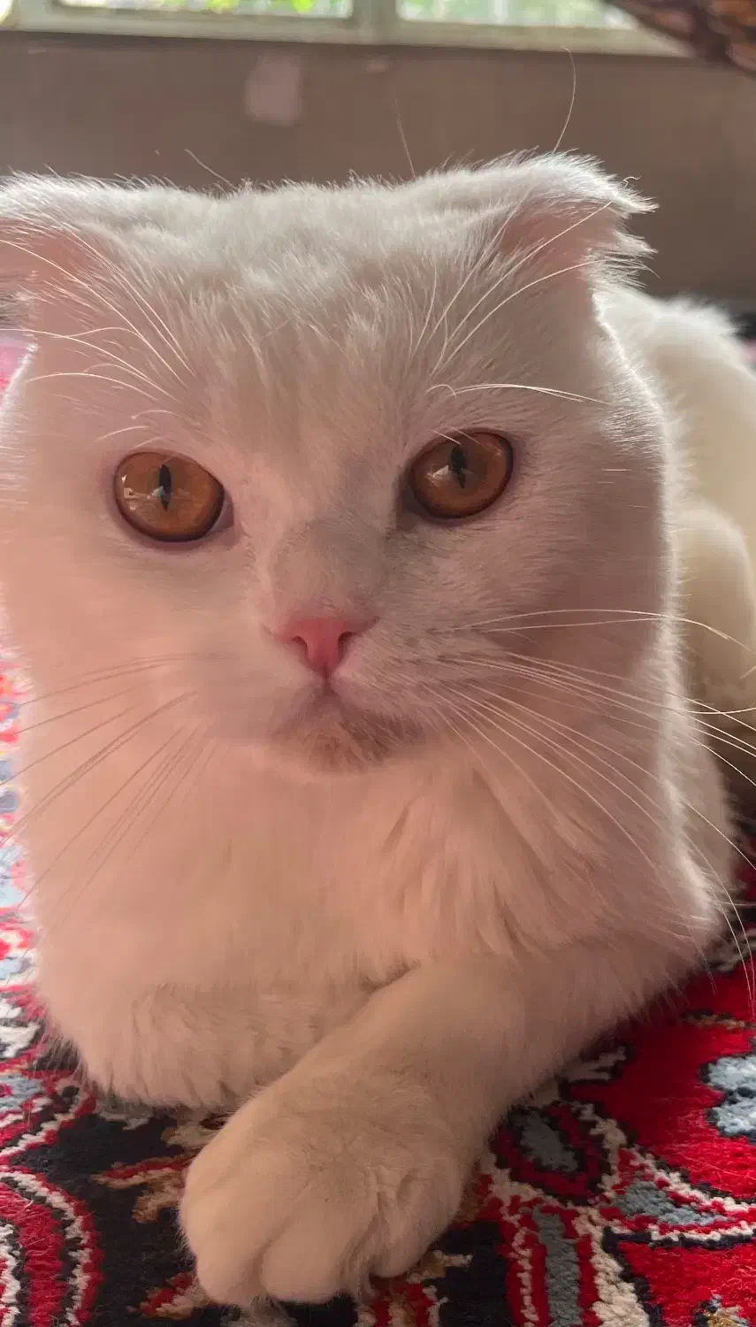 گربه اسکاتیش فولد بلو و سفید|گربه|کرمانشاه, |دیوار