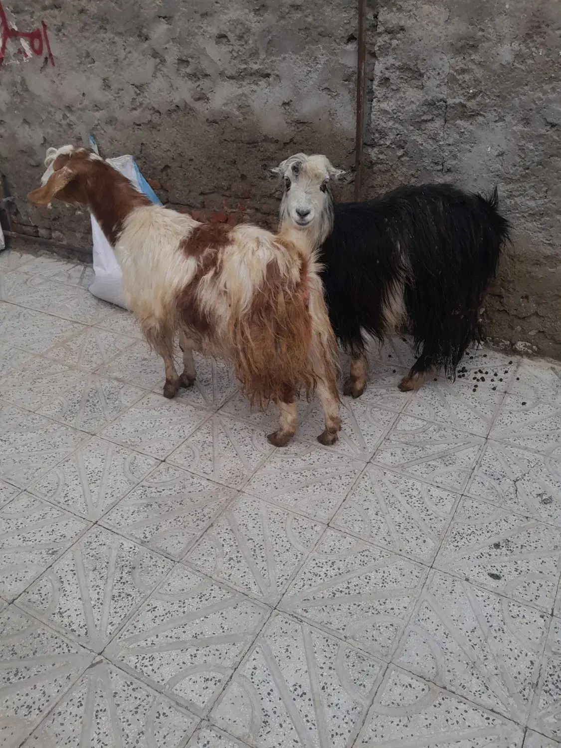 بز‌جوان‌‌مغانی|حیوانات مزرعه|اردبیل, |دیوار