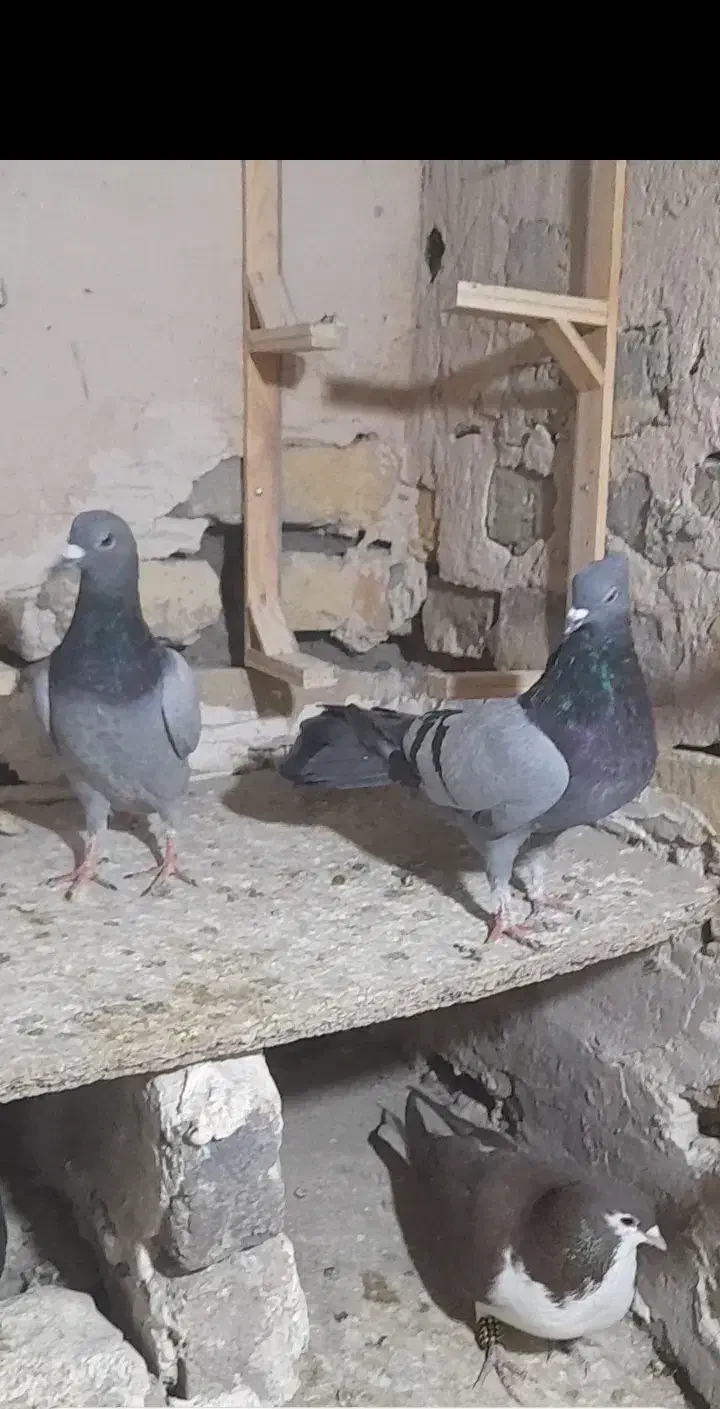 کفتر رنگه|پرنده|تربت‌حیدریه, مسجد جامع|دیوار