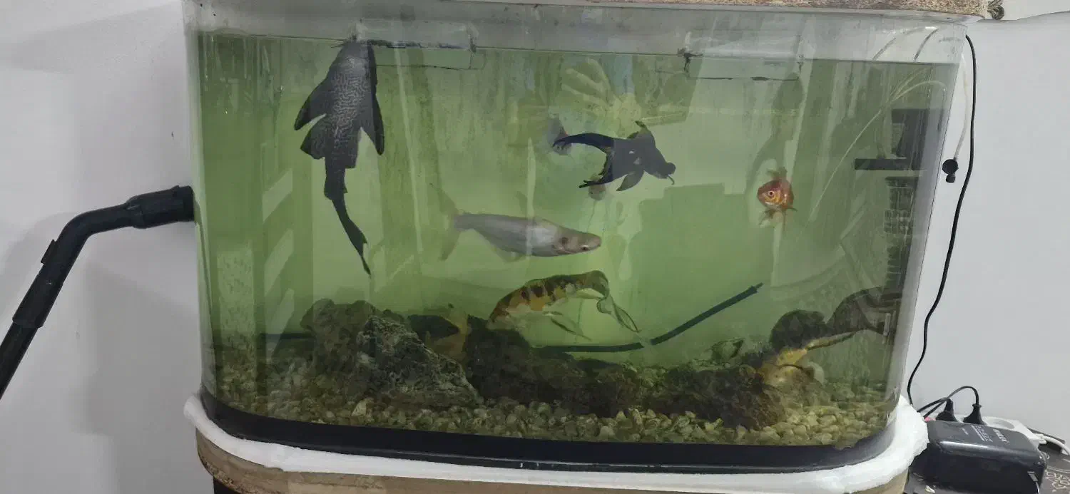 آکواریوم با بخاری تسویه وماهی|ماهی|مشهد, خواجه ربیع|دیوار