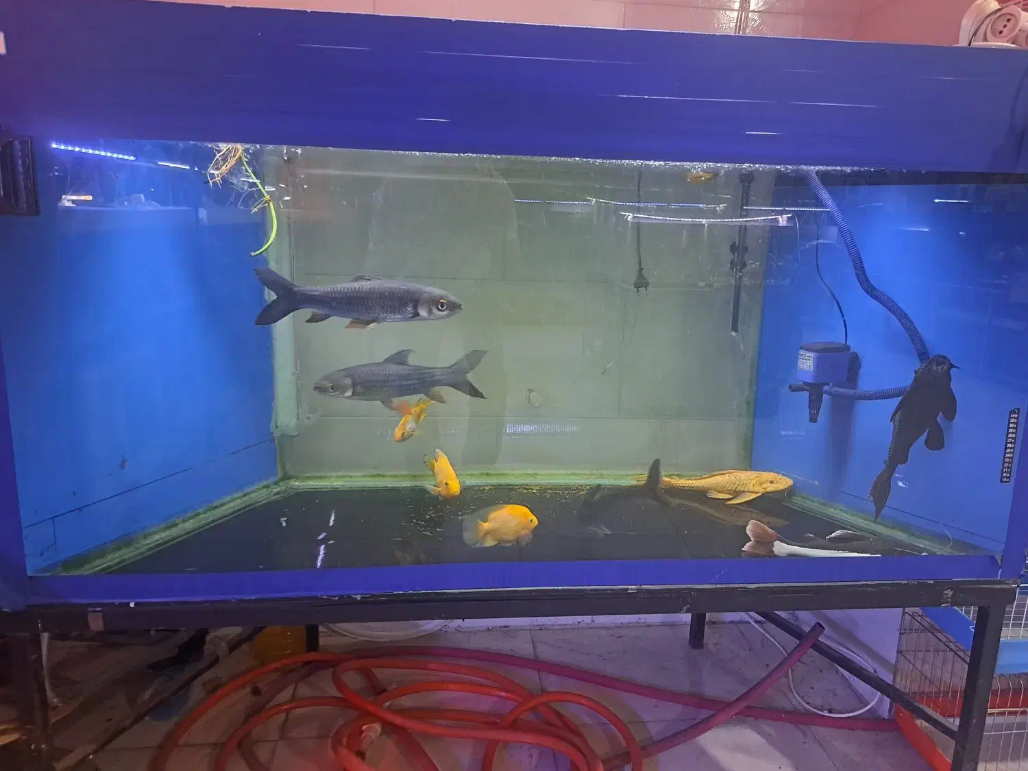 اکواریوم بزرگ و مانستر AQUA SEYF|ماهی|زنجان, |دیوار