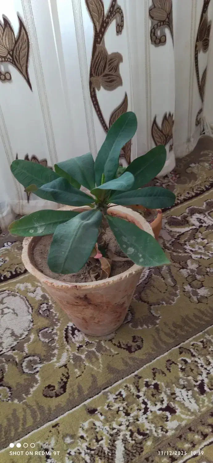 گل مرجان|گل و گیاه طبیعی|ملکان, |دیوار