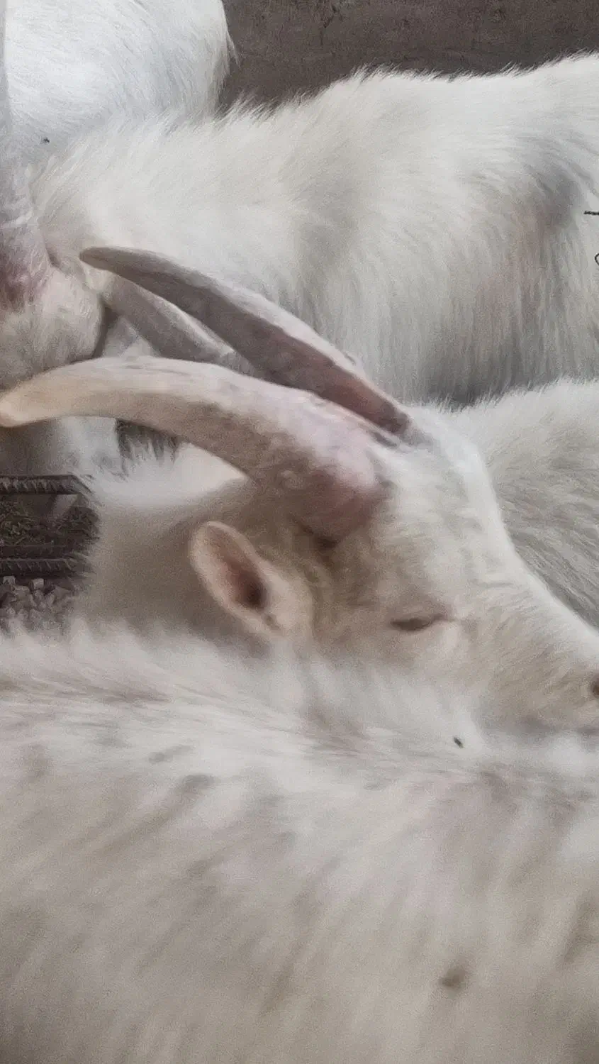 نربز سانن 9 ماهه|حیوانات مزرعه|بردسیر, |دیوار