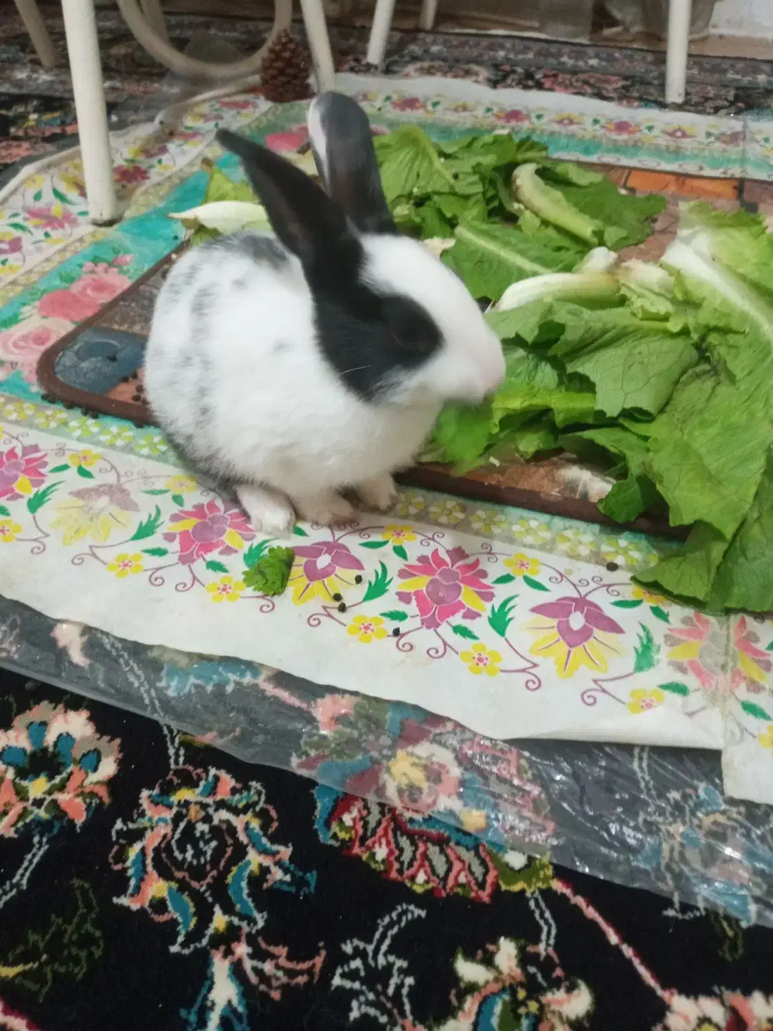 بچه خرگوش|موش و خرگوش|کرمانشاه, |دیوار