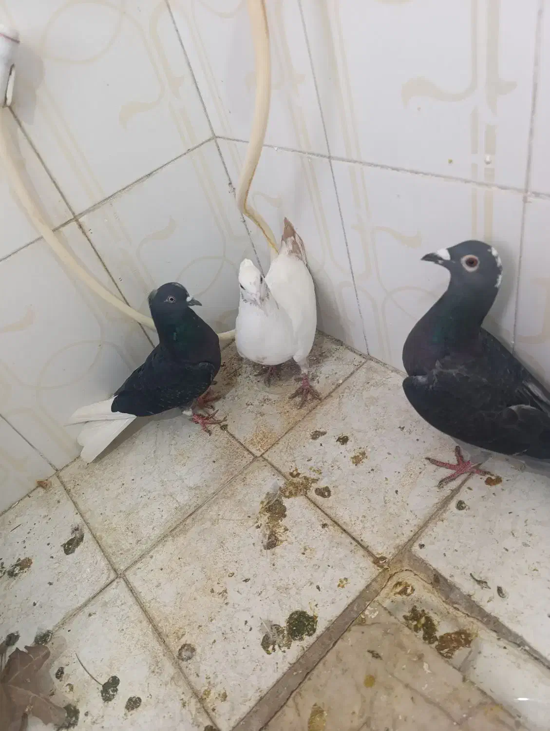 کفتر|پرنده|چناران, |دیوار