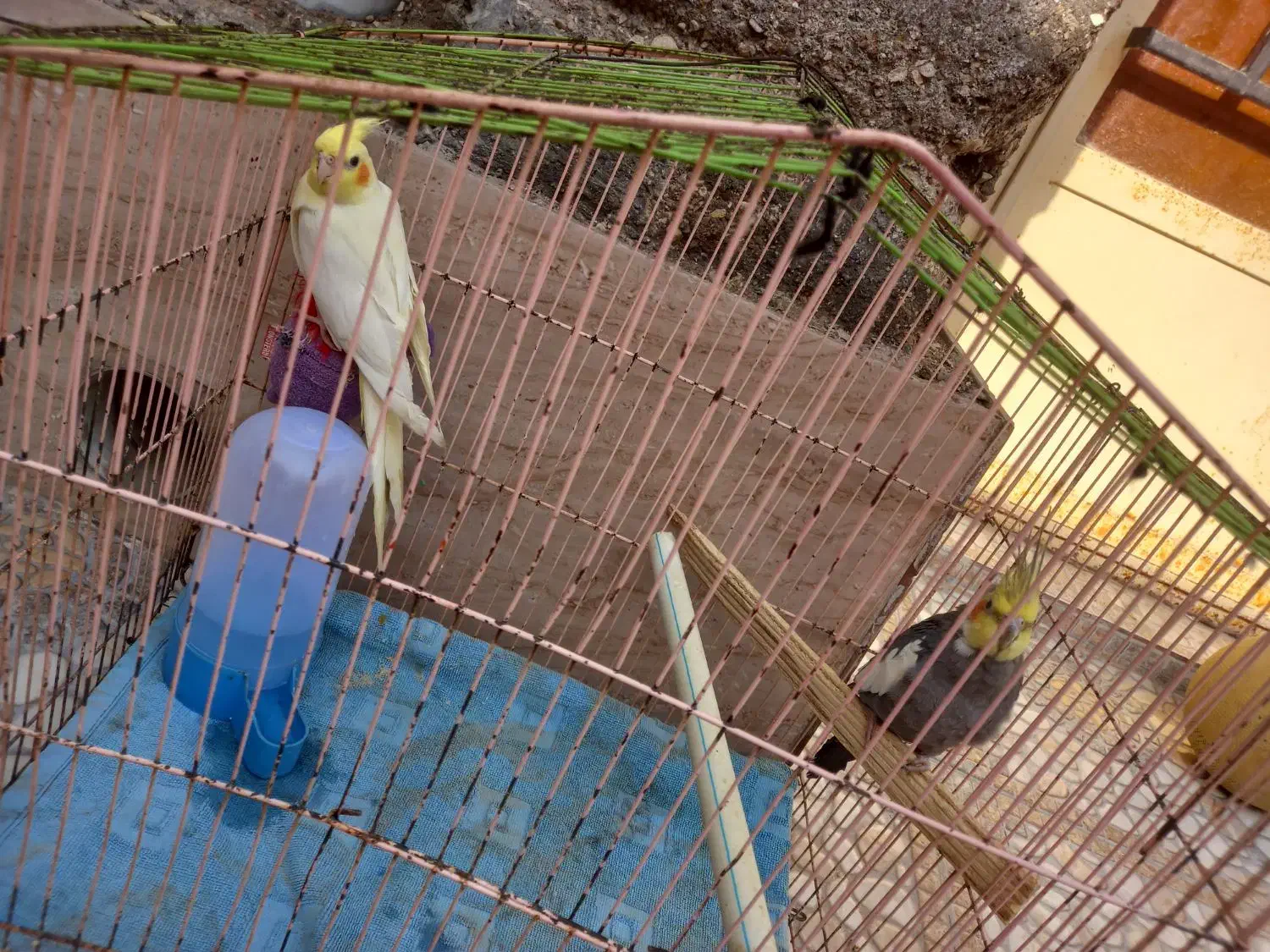 عروس هلندی|پرنده|خرمشهر, |دیوار