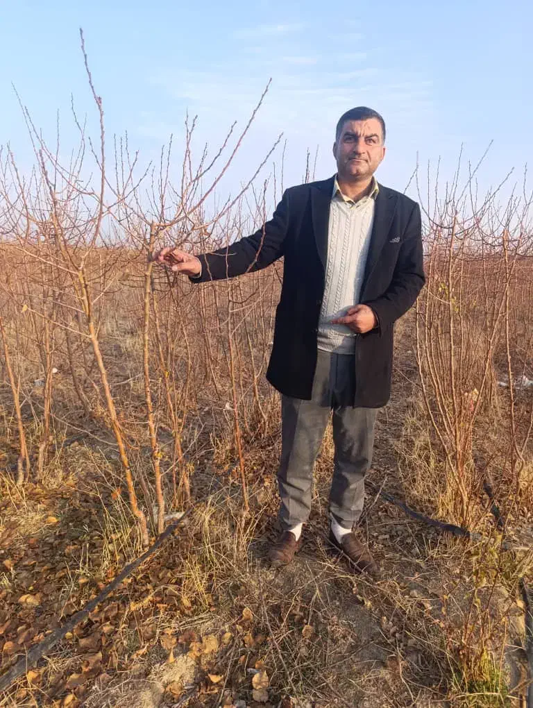 نهالستان انواع  بادام درجه یک شهر نهال|خدمات باغبانی و درختکاری|ملایر, |دیوار