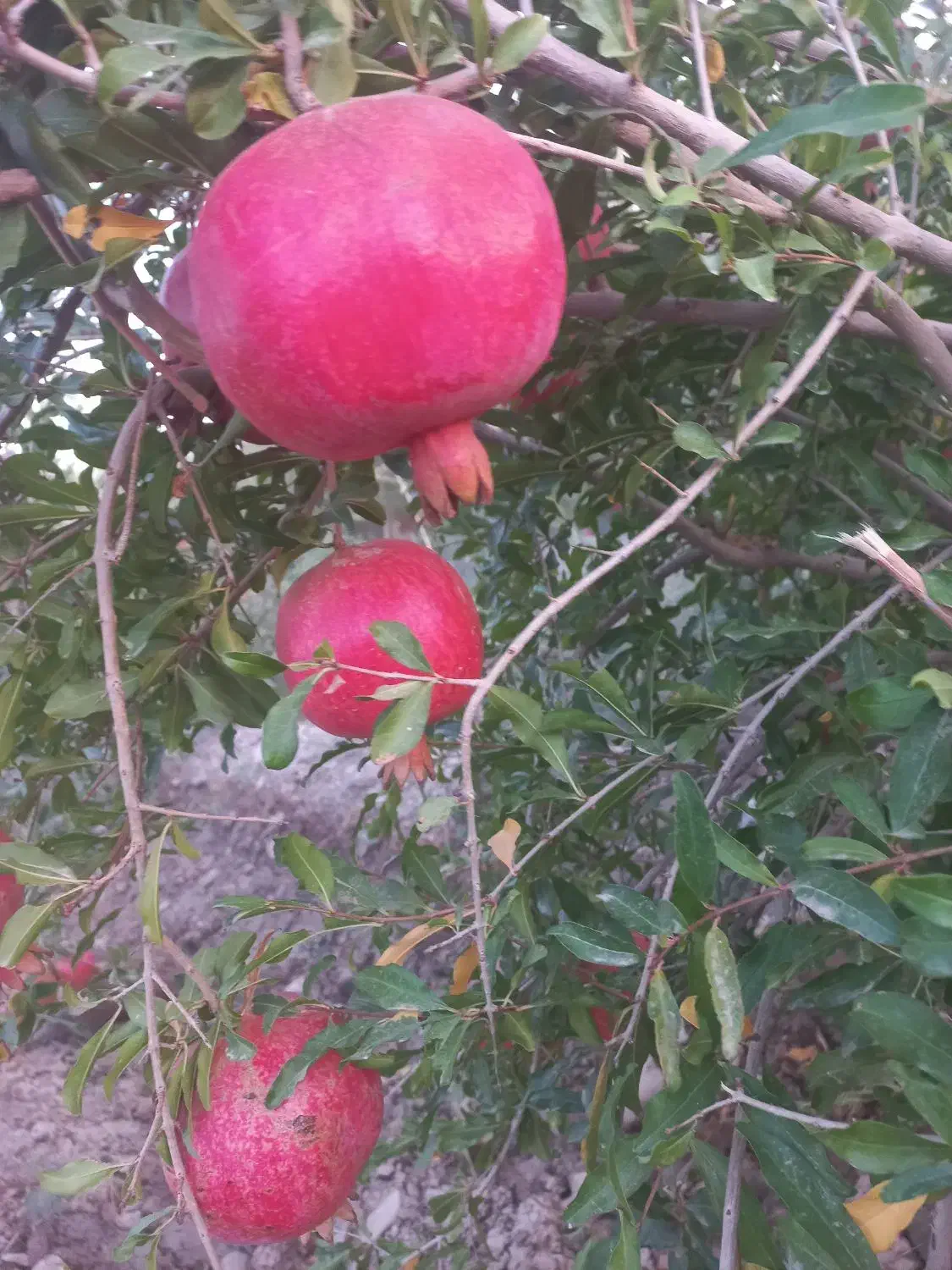 ۵۰۰ متر باغ انار محمودآباد اجاره داده میشود|اجارهٔ دفتر صنعتی، کشاورزی، تجاری|ساوه, |دیوار
