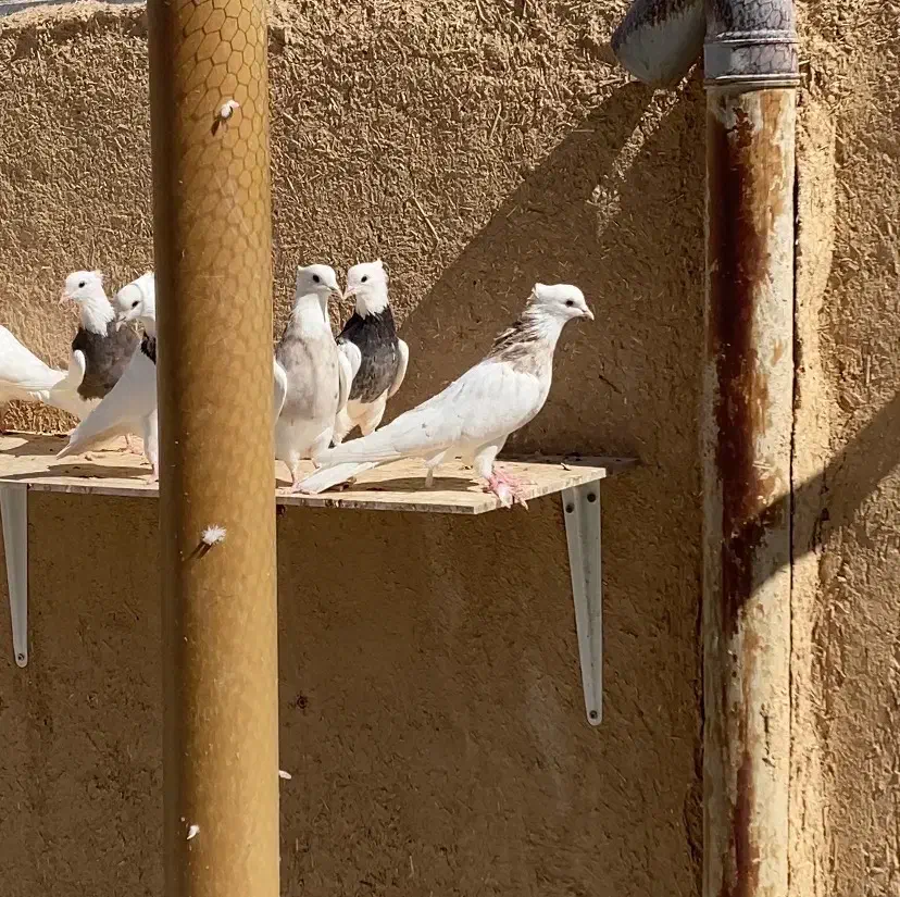 ۳۷ عدد طوقی |پرنده|شهرضا, |دیوار