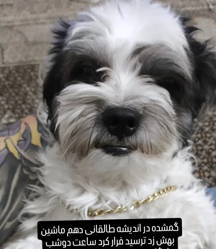 سگ گمشده|حیوانات|شهریار, شهرک شاهد|دیوار