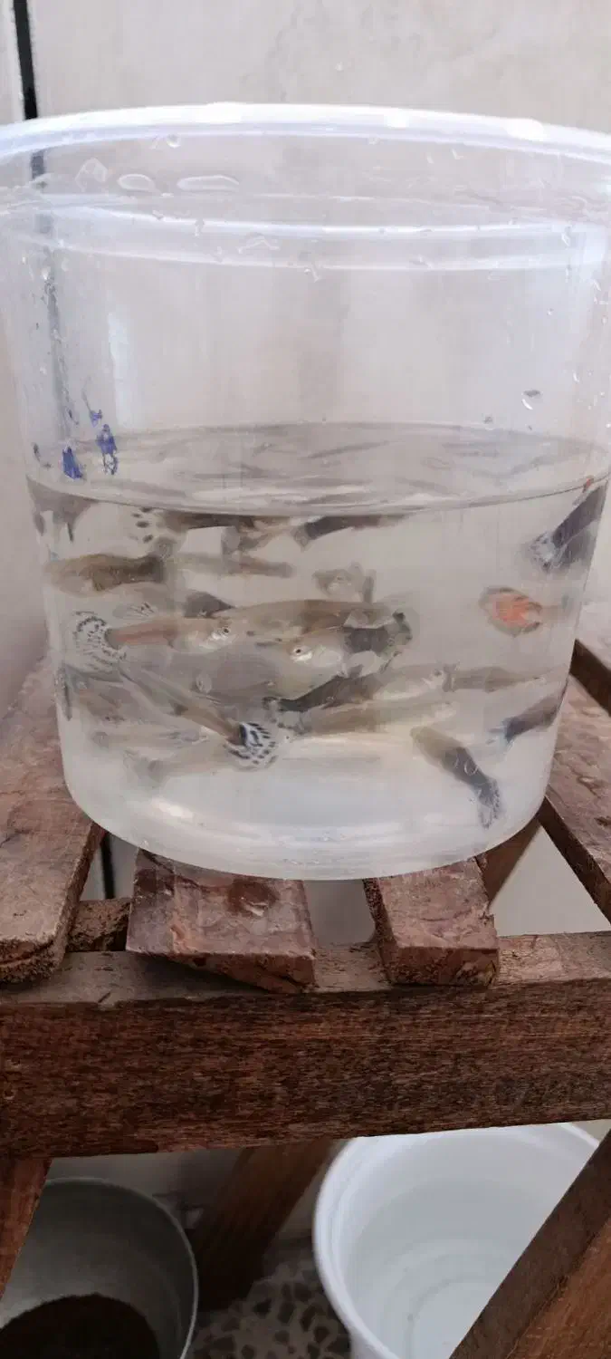 ماهی گوپی شکم پر از بهترین نژاد|ماهی|لردگان, |دیوار