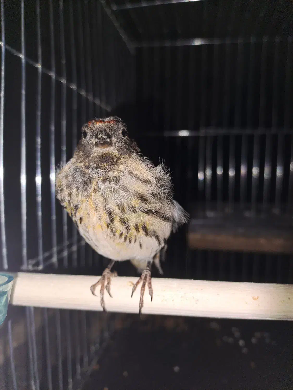 گلبسر|پرنده|کرمان, |دیوار