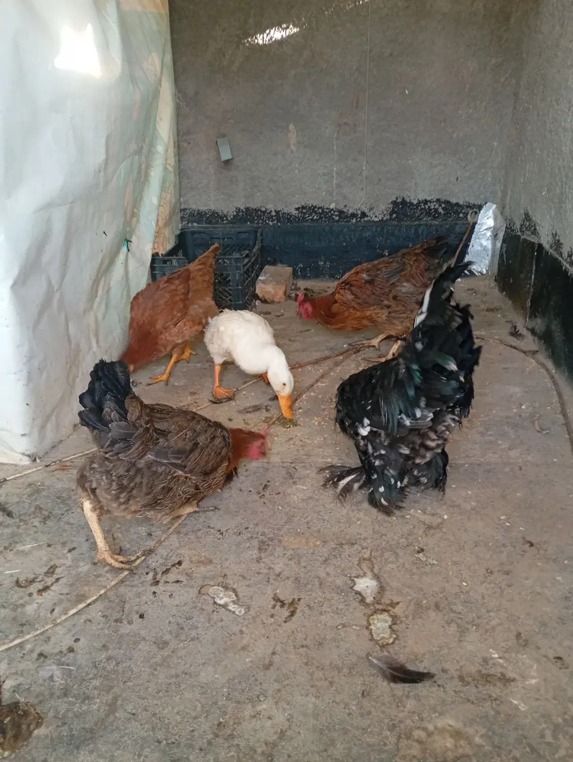 مرغ و خروس و اردک|حیوانات مزرعه|رباطکریم, رباطکریم|دیوار