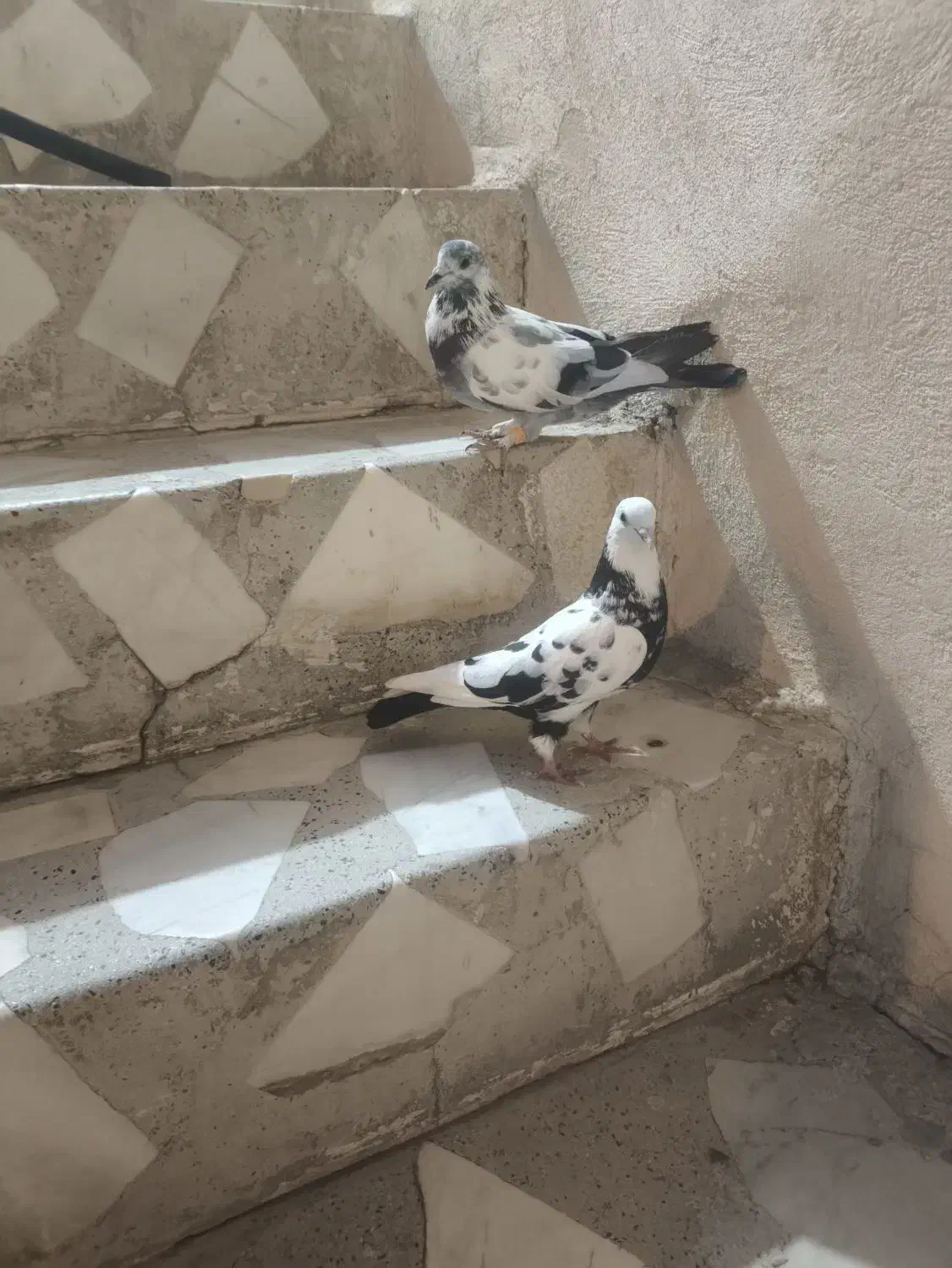 کبوتر جفت نر|پرنده|مریوان, |دیوار