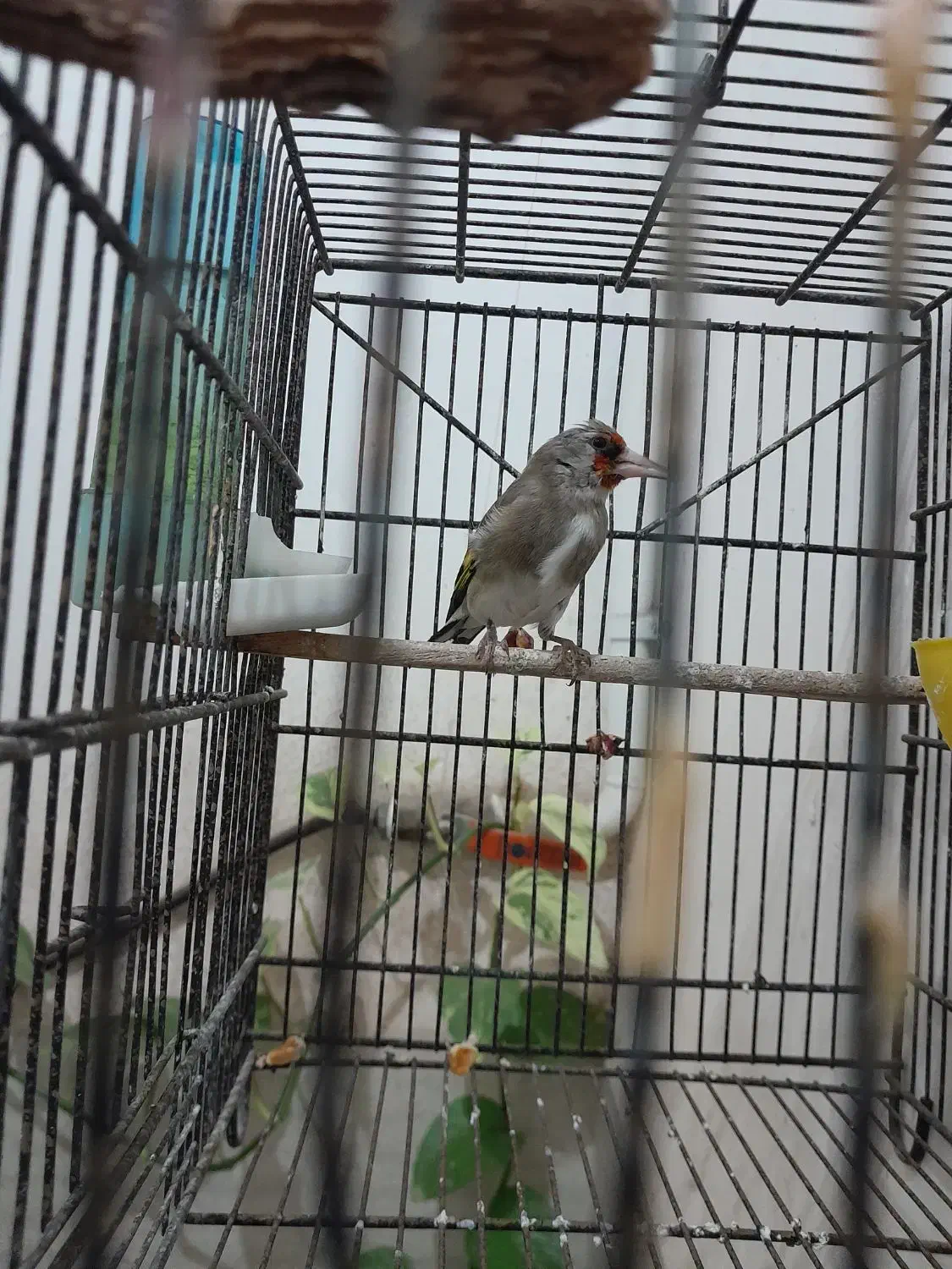 سلام فروشی|پرنده|کرمان, |دیوار