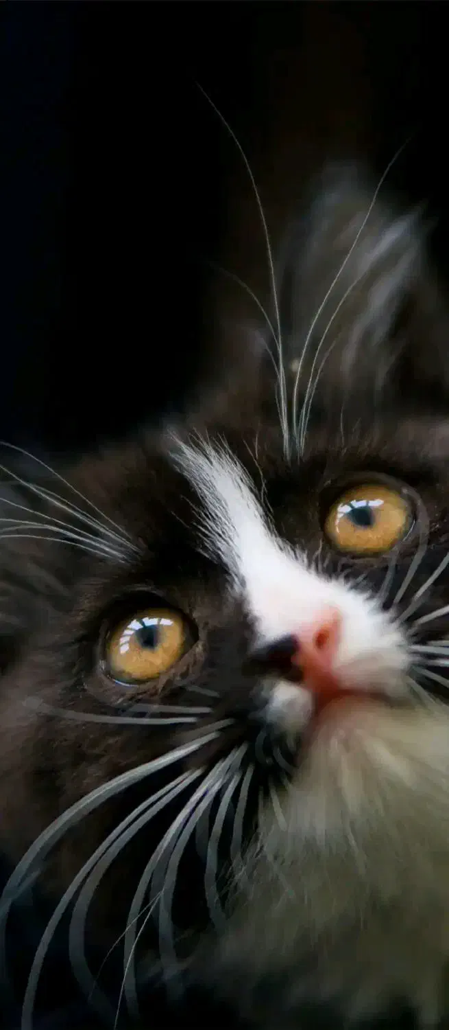 فال پاسور|فعالیت داوطلبانه تحقیقاتی|اصفهان, شیخ طوسی|دیوار