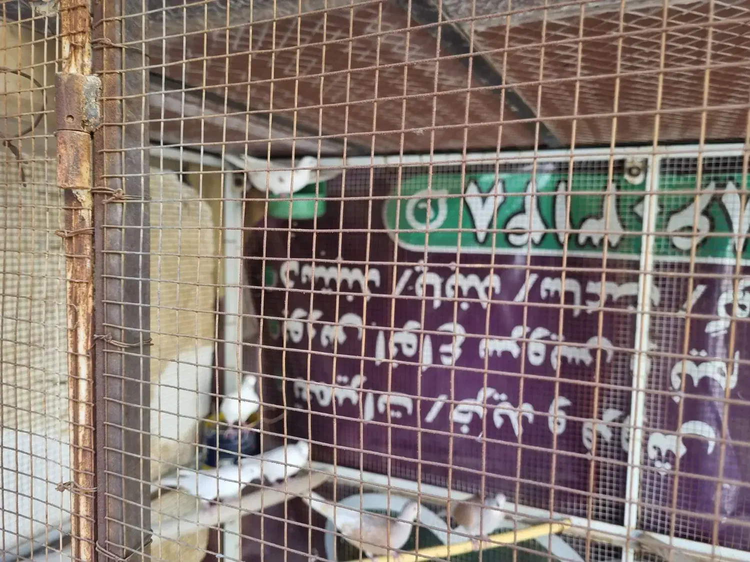 کبوتر|پرنده|زارچ, |دیوار