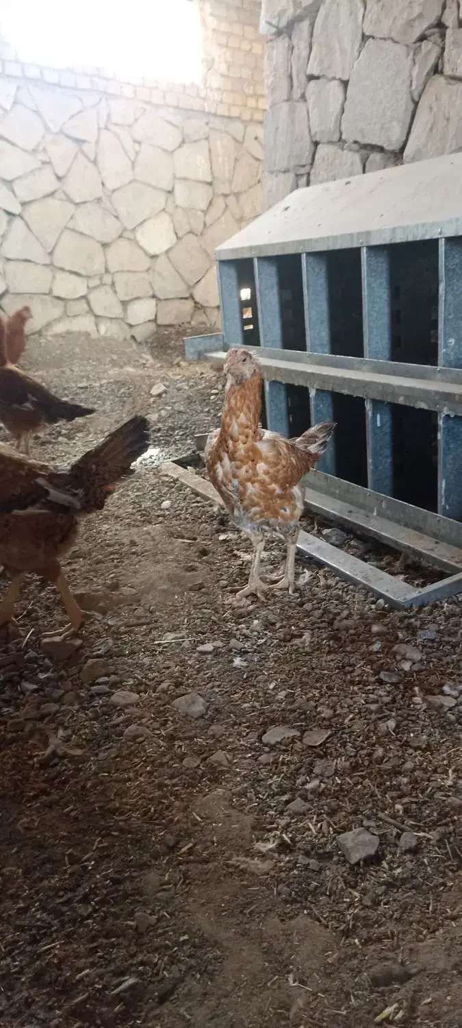 فروش یا تعویض مرغ لاری|حیوانات مزرعه|سبزوار, کراب|دیوار