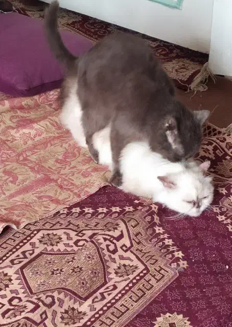 آماده جفتگیری گربه نر اسکاتیش|گربه|کرج, عظیمیه|دیوار