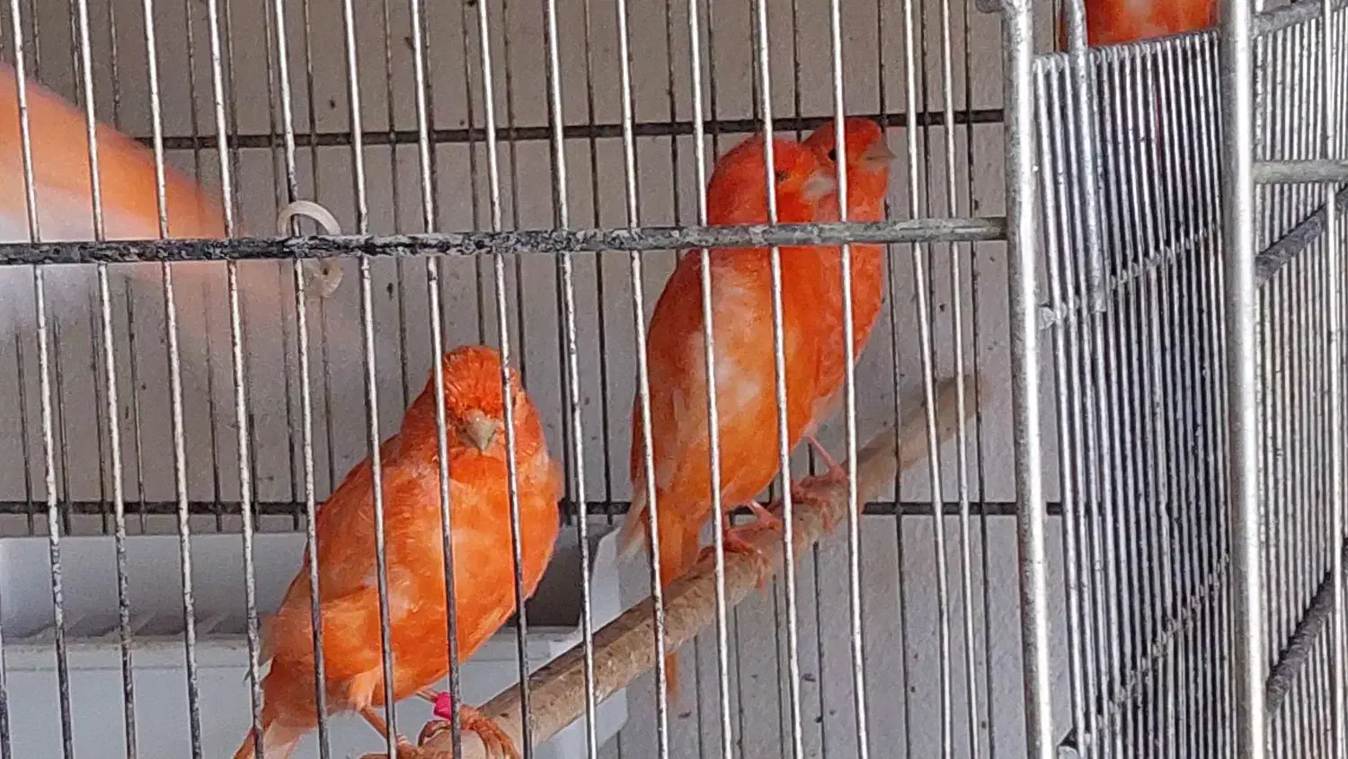 فروش تعداد محدود از قناری رد فاکتور وموزائیکی|پرنده|مشهد, ویلاشهر|دیوار