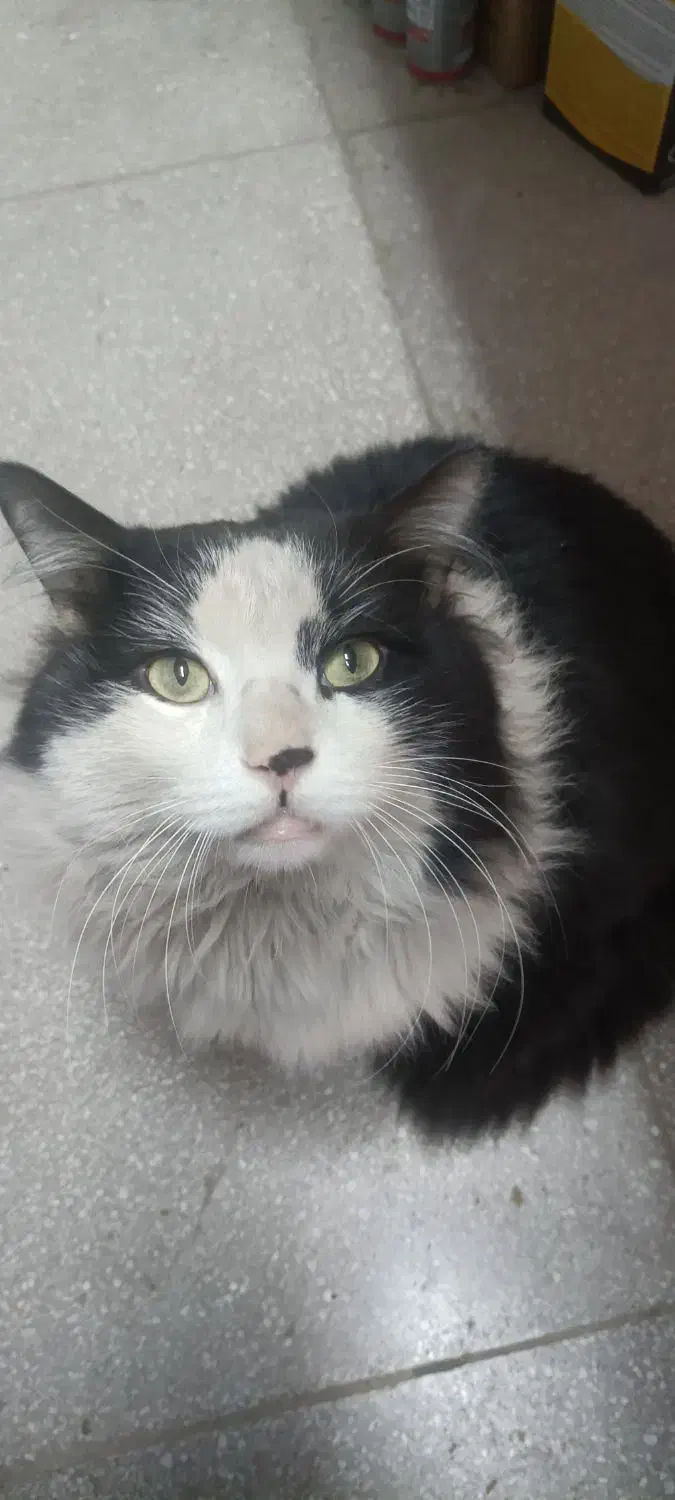 واگذاری رایگان گربه|گربه|نظرآباد, شهرک صنعتی سپهر|دیوار