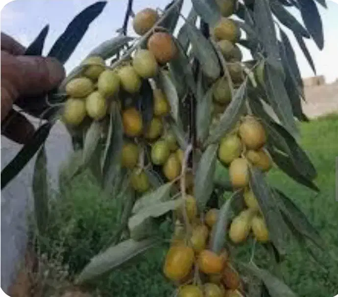 انواع نهال سنجد. وگردو چندلروخوشه ایی وبادام|خدمات باغبانی و درختکاری|خسروشاه, |دیوار