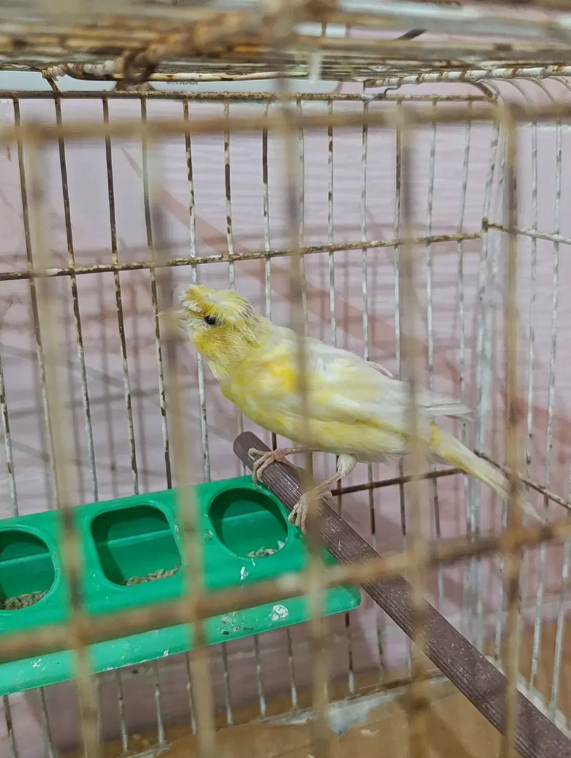 قناری|پرنده|شیراز, دباغ خانه|دیوار