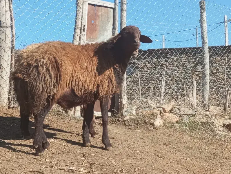 قوچ ترتمیز 4دندان سالم بدون عیب داشتی|حیوانات مزرعه|مریوان, |دیوار