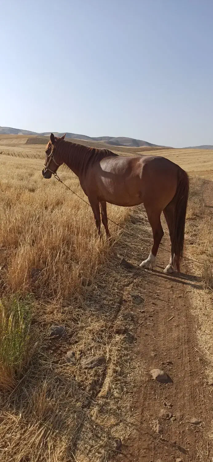 اسب کرد|اسب و تجهیزات اسبسواری|قلقل رود, |دیوار