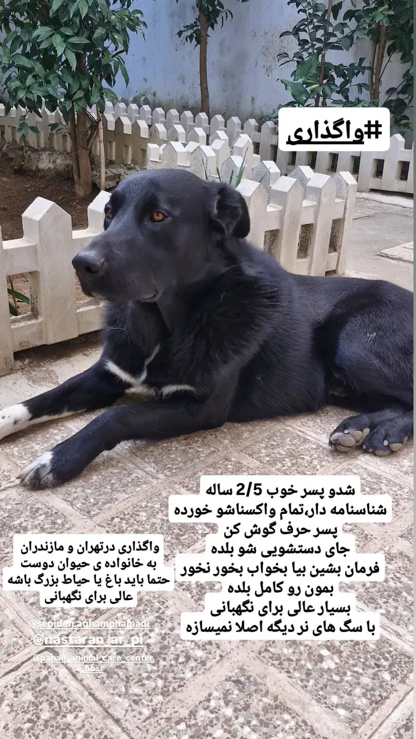 واگذاری رایگان سگ نگهبان|سگ|تهران, حکیمیه|دیوار