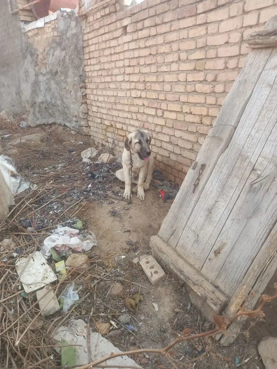 سگ سرابی اصل|سگ|ایجرود, |دیوار