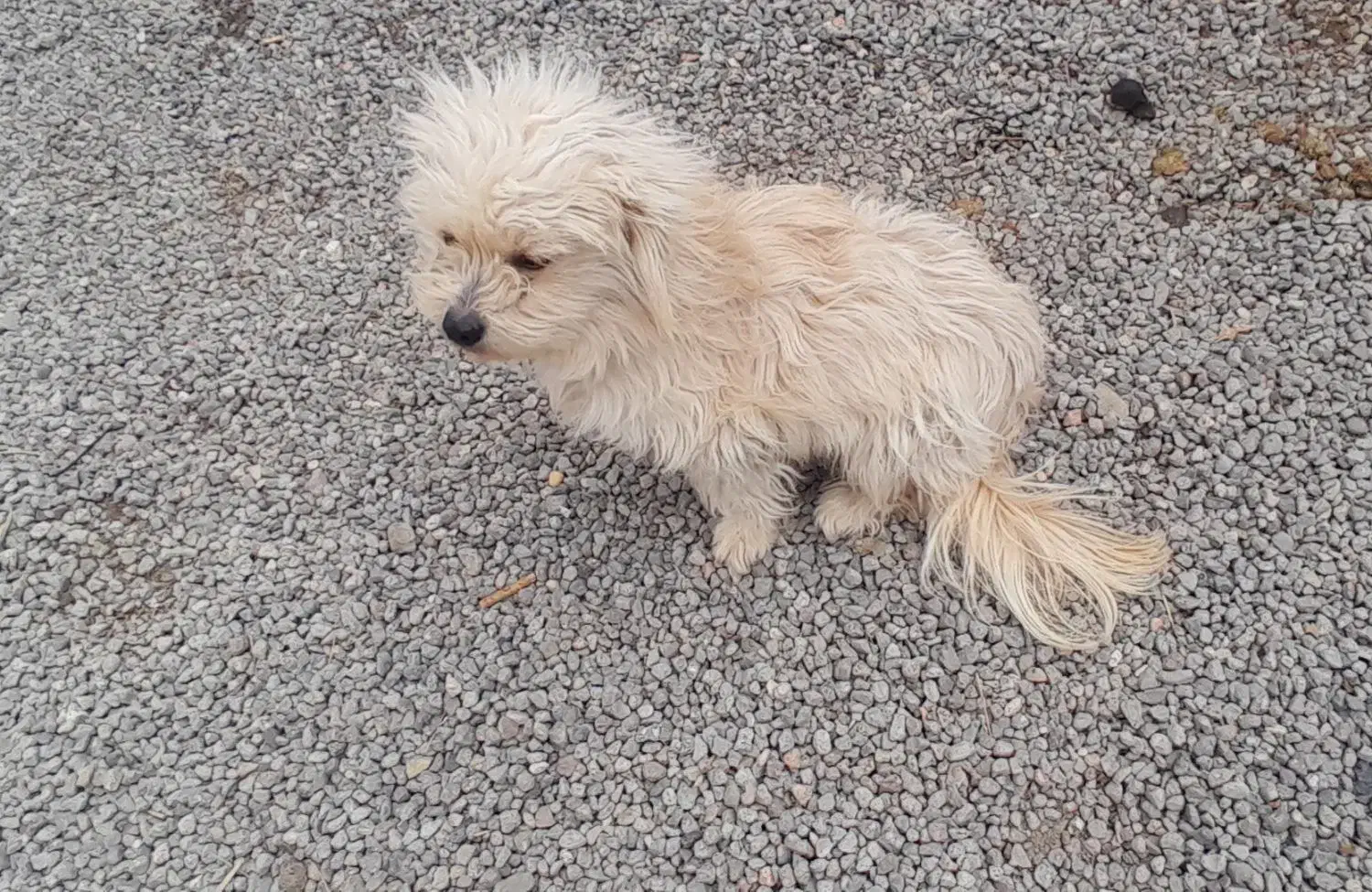 سگ پاکوتاه|سگ|مشگین شهر, |دیوار