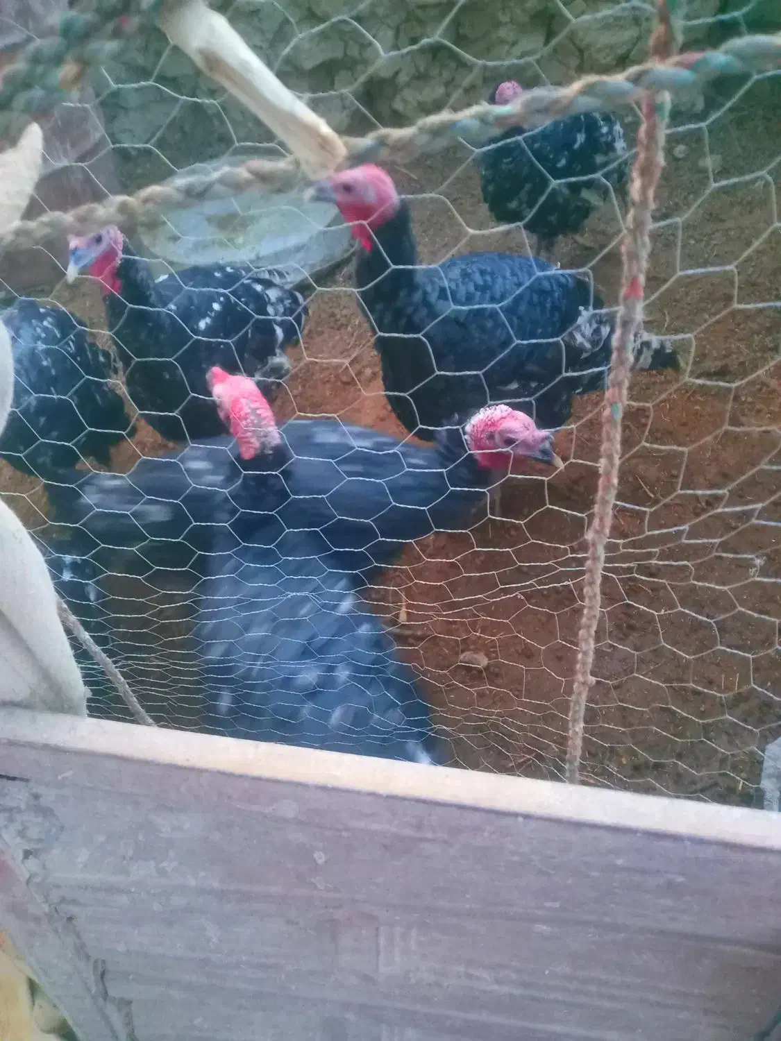 بوقلمون نر|حیوانات مزرعه|هامون, |دیوار