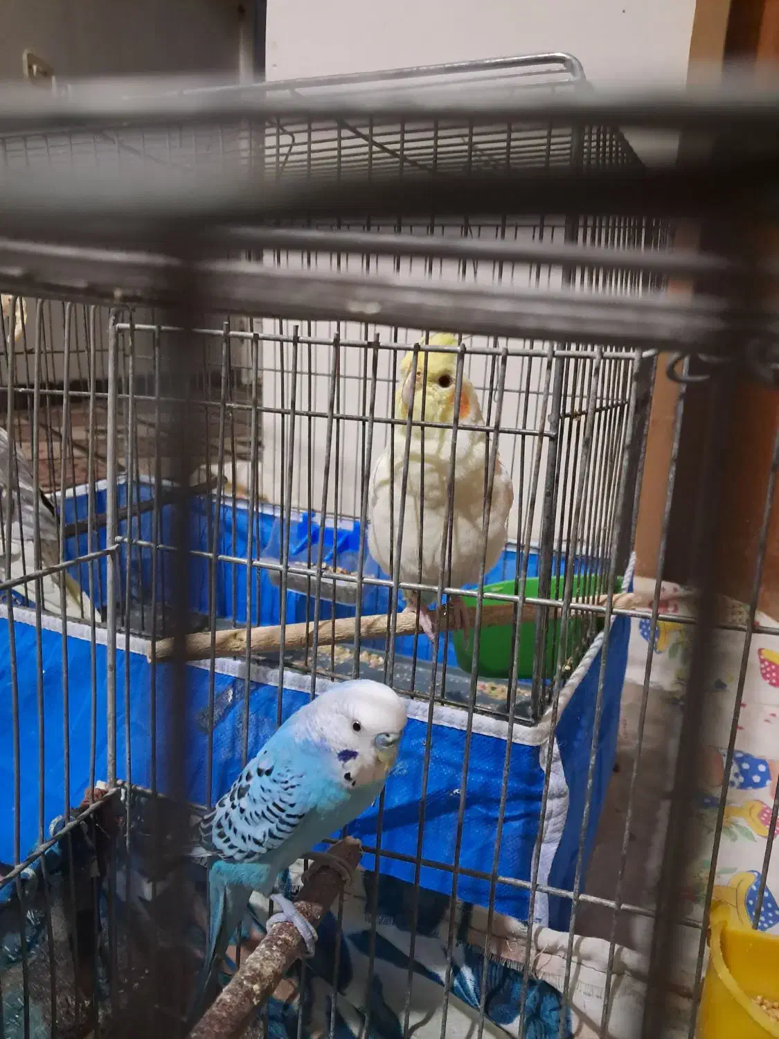 مرغ عشق|پرنده|شاهین‌شهر, برخوار غرب|دیوار