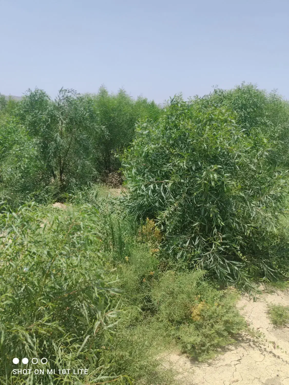 نهال اکاسیاه(بیدسیاه‌‌) ۲۰تومن.اکالیپتوس چوب سیاه|خدمات باغبانی و درختکاری|جهرم, |دیوار